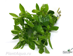 Гигрофила многосеменная (пучок)