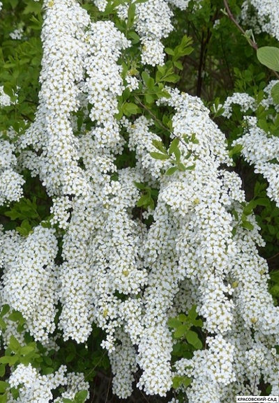 Спирея серая Грефшейм - купить на сайте красовсий-сад.рф