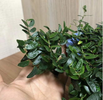 Ficus punctata Anouk / фикус пунктата Анук