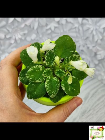 Н-Каламбур (Н. Бердикова) 2016 трейлер