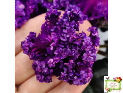 НД-Магнитная Аномалия Люкс (Н. Данилова-Суворова)