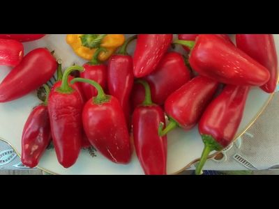 Перец острый Халапеньо ранний (Jalapeno Early)