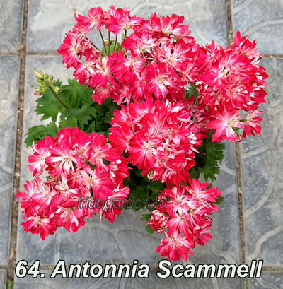 Пеларгония Antonnia Scammell