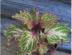 Колеус Peter's Wonder