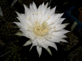 Echinopsis calochlorum (D=40mm)