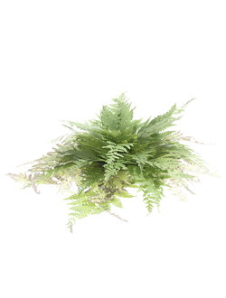папоротники Папоротник Fern 77