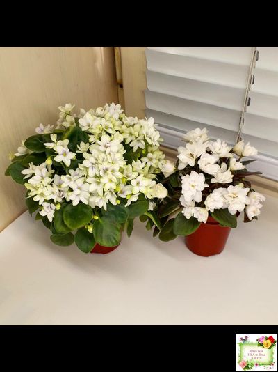 Broadway Star Trail (Селекционер неизвестен) трейлер