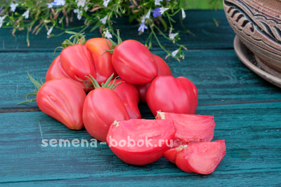 Томат Work Release Paste (Рабочий Выпуск Пасты), 10 шт