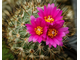 Gymnocactus viereckii L 1159 - 5 семян