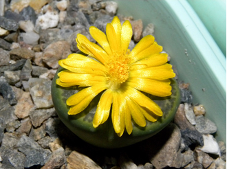 Lithops bromfieldii v.insularis ’Sulphurea’ C362  - 10 семян