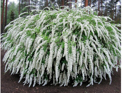 Спирея серая Gref shime, C5