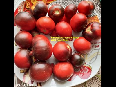 Томат Непредсказуемый блюз (Wild Card Blues) США