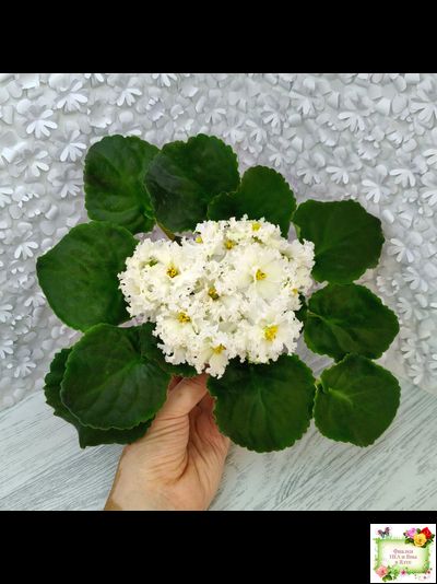 АВ-Легенда о Золотой Луне (Фиалковод) 2023 г. (лист с деткой укоренённый)