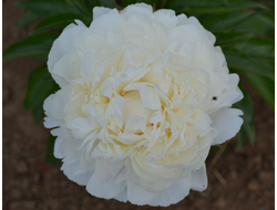 Пион Bowl of Cream (Боул оф Крим)