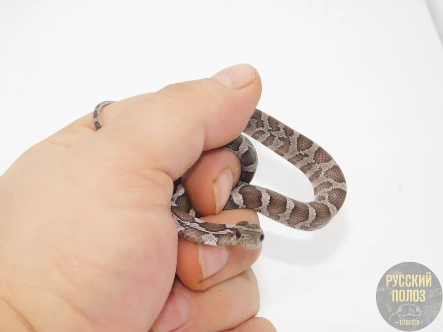 Полоз маисовый "Anery"