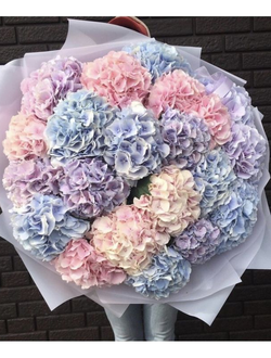 19 нежных гортензий