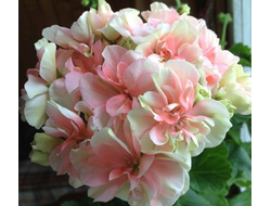 П184 Пеларгония Ludwigsburger Flair укорененный черенок