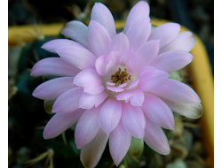 Gymnocalycium damsii ssp.evae v.rotundulum VoS-048 - 5 семян