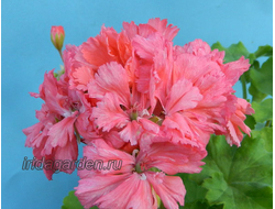 Пеларгония Flaffy