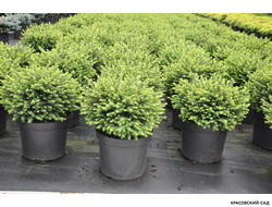 Ель Карел - Karel