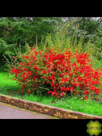 Айва (Хеномелес) великолепная &quot;БОУЛЬ ДЕ ФЁ&quot;