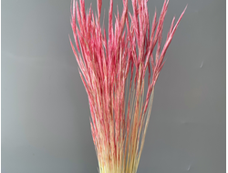 Дикорос розовый