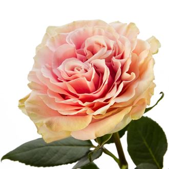 Роза чайно-гибридная Пинк Мондиаль