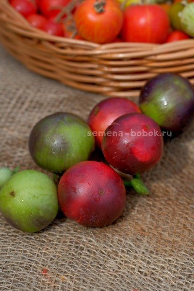 Томат Dwarf Gondwana Rose (Гном Гондвана Роза), 10 шт