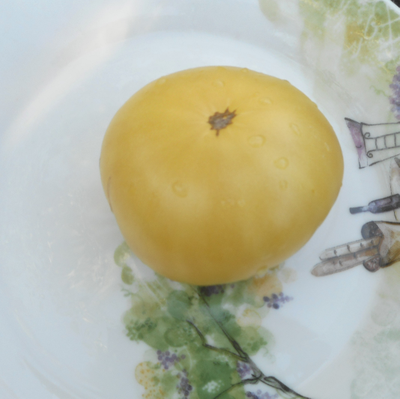 Томат Dwarf Summertime Gold (Гном Летнее Золото)