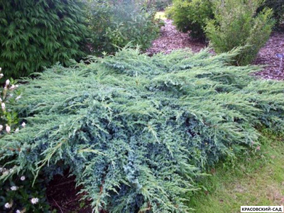 Можжевельник Блю Свид - Blue Swede