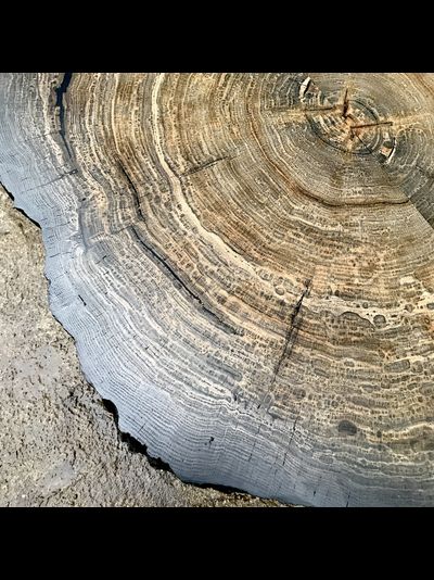 столик из спила мореного дуба