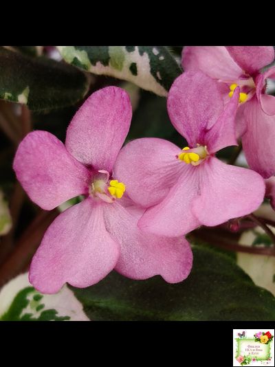 Mac&#039;s 1306-2 (G.McDonald) трейлер