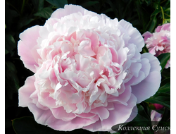 Пион Umbellata Rosea (Умбелатум Розеа)