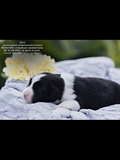 мальчик ГОЛУБОЙ ошейничек Д-2025, mas