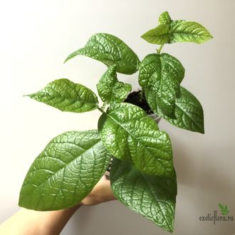 Ficus opposita / фикус оппозита