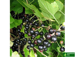 Смородина черная "Сокровище"