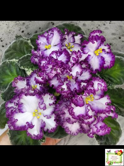 АВ-Навсегда (Фиалковод) 2021 г. (лист посажен 03.11.25)