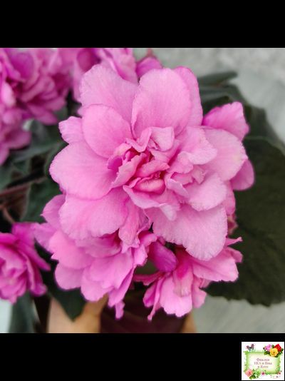 Pink Tulip Gold (японская селекция)