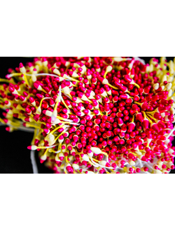 Тычинки двухцветные около 150 нитей ,  розово-желтый