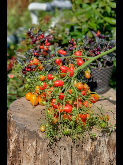 Томат Red Cluster Pear (Кисть Красных Груш), 10 шт