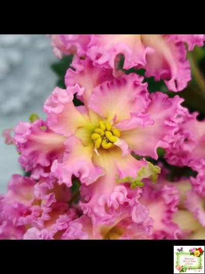 РМ-Богиня Солнца (Н. Скорнякова) 2019 г.