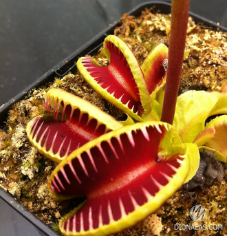 Dionaea muscipula Jaws smiley