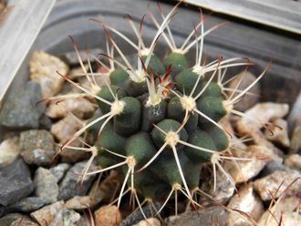 Gymnocalycium bruchii v. niveum VG 536