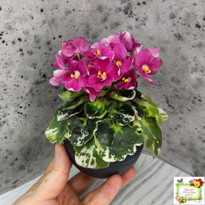 ЛЕ-Фруктовая Мармеладка (Е.Лебецкая) 2017 г. (пестролистный гёрл)