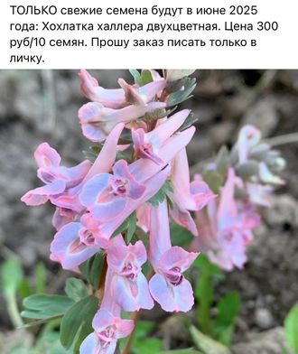Хохлатка халлера двухцветная розово сиреневая