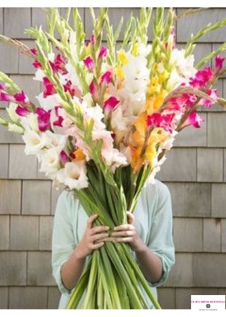 5 Gladiolusov Volgograd Gk Vse Cvety Volgograda