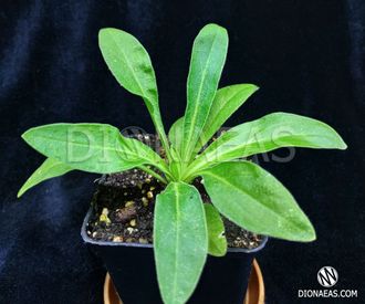 Silene capensis, Силена Капенсис, Африканский Корень Сновидений ...