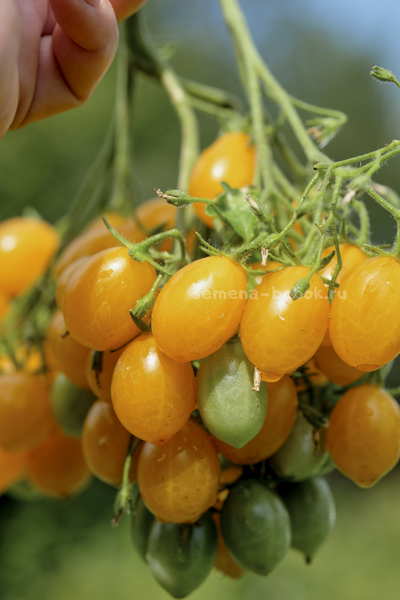 Томат Ildi (Ильди), 10 шт