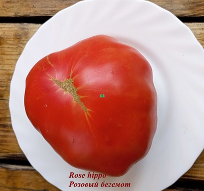 Томат Rose Hippo (Розовый бегемот)
