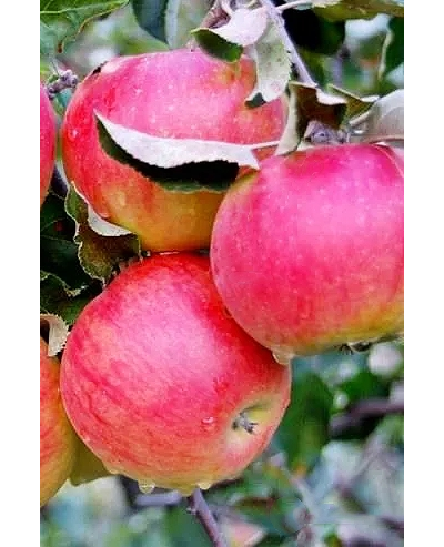 Яблоня Слава победителям (летн.)